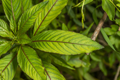 Ludwigia elegans