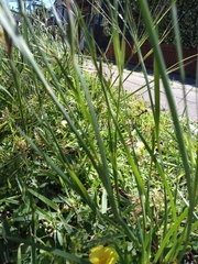 Sisyrinchium platense