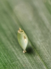 Asceles