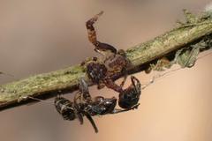Pycnaxis