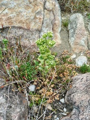 Sebaea minutiflora