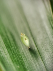 Asceles