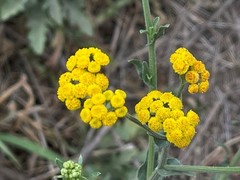 Asteraceae