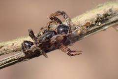 Pycnaxis