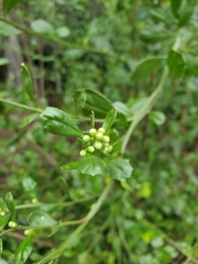 Baccharis glomeruliflora