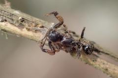Pycnaxis
