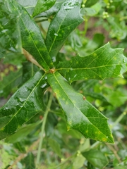 Baccharis glomeruliflora