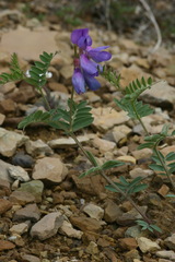 Vicia multicaulis
