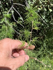 Asparagus retrofractus