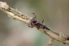 Pycnaxis
