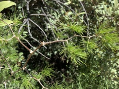 Asparagus retrofractus