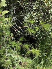 Asparagus retrofractus