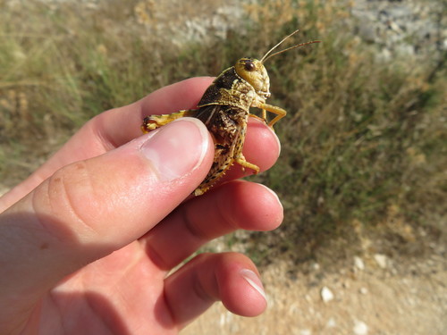 Žablji skakavac (Prionotropis hystrix)