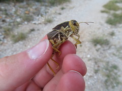 Prionotropis hystrix