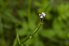 Verbena litoralis litoralis