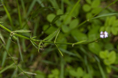 Verbena litoralis litoralis