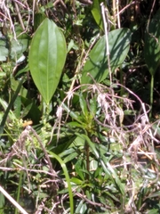 Echinodorus grandiflorus