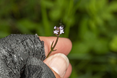 Verbena litoralis litoralis