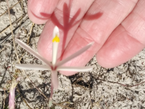 Image of Geissorhiza tenella by no rights reserved