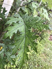 Berkheya debilis