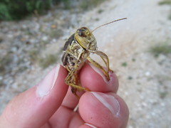 Prionotropis hystrix