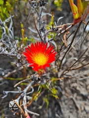 Lampranthus fergusoniae
