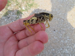 Prionotropis hystrix