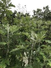 Berkheya debilis