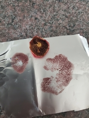 Suillus paluster
