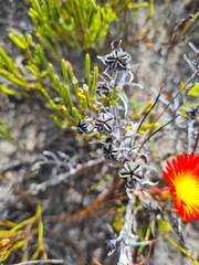 Lampranthus fergusoniae