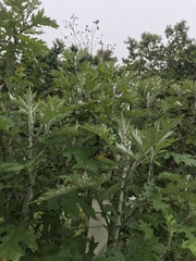 Berkheya debilis