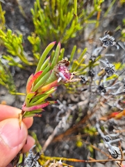 Lampranthus fergusoniae