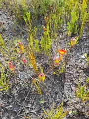 Lampranthus fergusoniae