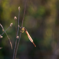Oxyagrion rubidum