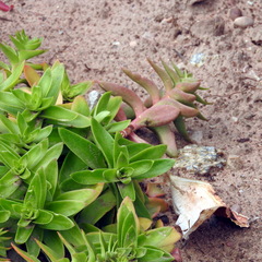 Crassula capitella