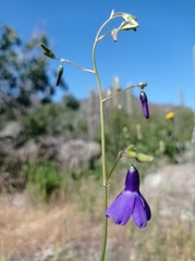 Conanthera