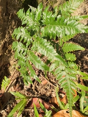 Davallia denticulata