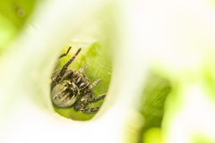 Aglaoctenus oblongus