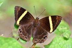 Abisara fylla