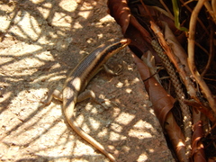 Trachylepis wahlbergii