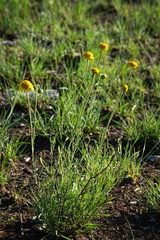 Gaillardia megapotamica