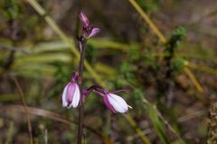 Eulophia hians hians