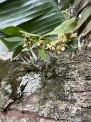 Polystachya sandersonii