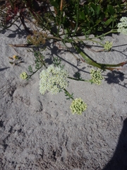Dasispermum suffruticosum