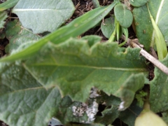 Jaborosa runcinata