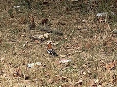 Upupa epops africana