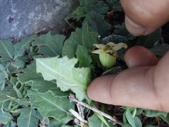 Jaborosa runcinata