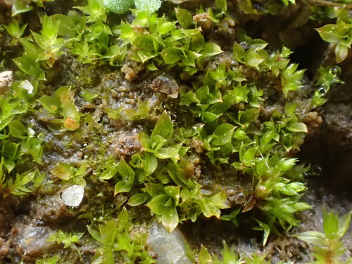 Vectis-Moss (Chenia leptophylla) · iNaturalist