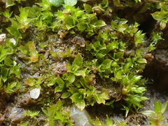 Chenia leptophylla