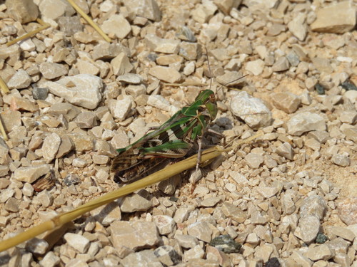 koník čiernopásy (Oedaleus decorus)